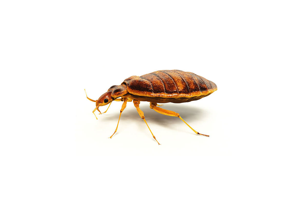 public/wp-content/uploads/2022/02/Bed-Bugs.jpg